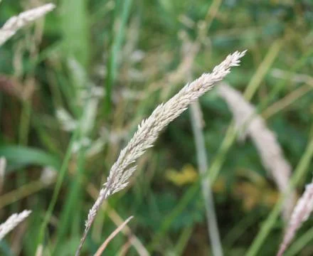 Holcus lanatus, Common names include Yorkshire fog, tufted grass, and meadow  Stock Photos