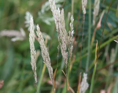 Holcus lanatus, Common names include Yorkshire fog, tufted grass, and meadow  Foto stock