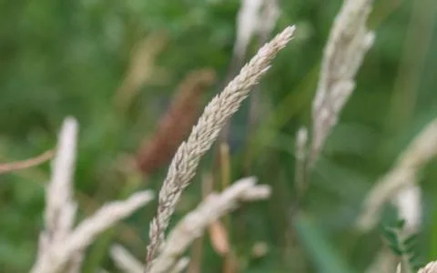 Holcus lanatus, Common names include Yorkshire fog, tufted grass, and meadow  Stock Photos
