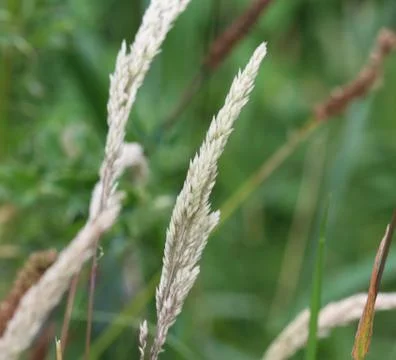 Holcus lanatus, Common names include Yorkshire fog, tufted grass, and meadow  Stock Photos