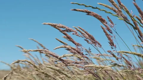 Holcus lanatus grass swaying in wind slow motion Frutillar Chile Stock Footage 337270894