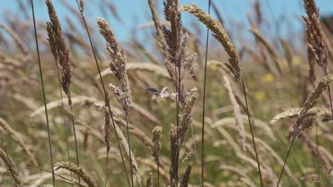 Holcus lanatus grass swaying in wind slow motion close up Chile Stock Footage 337370002