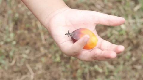 Hold and release Palm fruit Stock Footage 254244807