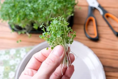 Hold a bunch of microgreens in hand Stock Photos