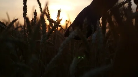 Hold the ear of wheat in the hands in the field against the background of a Stock Footage 80145357
