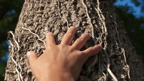 Hold hands on tree in deciduous woods. Stock-Footage 231641662