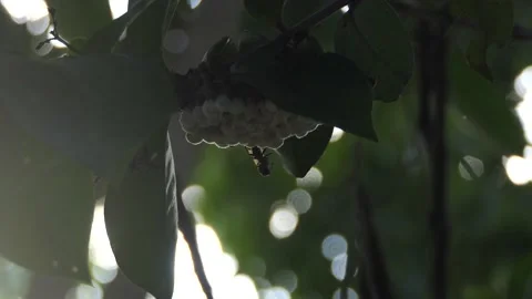 Hold the hornet at the tree Stock Footage 190838619