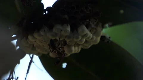 Hold the hornet at the tree Stock Footage 190838869