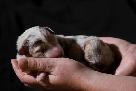 Hold newborn puppy aussie red merle in hands. Australian Shepherd sleeps in w Stock Photos