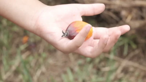 Hold Palm fruit Stock Footage 254244640