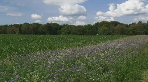Hold + pan Field edge with wild flowers alongside corn field 動画素材 27302886