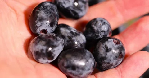 Hold ripe blue grape, torn from a branch, lying on a bowl, covered with drops of Stock Footage 317658140