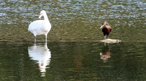 Hold Your Ground Stock Footage 523131