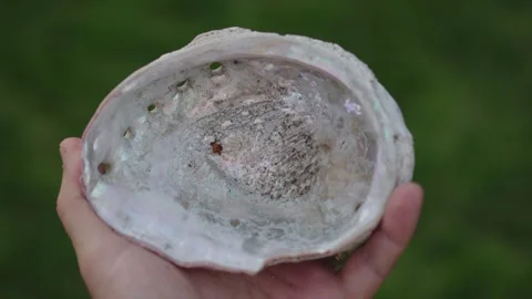 Holding an abalone shell in hand and moving Stock Footage 308060456