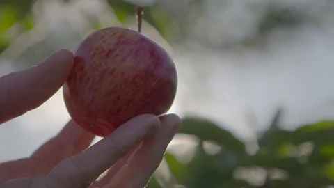 Holding apple in hand Stock Footage 74064169