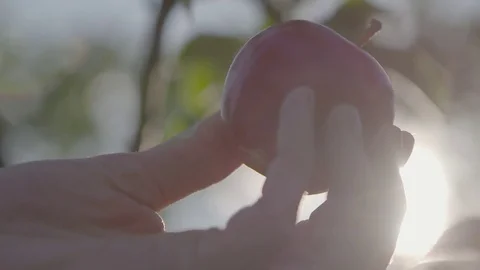 Holding apple in hand Stock Footage 74064306