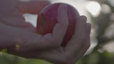 Holding apple in hand Video stock 74064740
