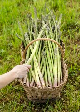 Holding an asparagus Stock Photos