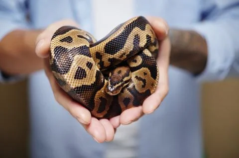 Holding Ball Python Gently in Two Hands 스톡 사진