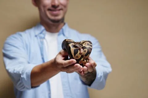 Holding Ball Python in Hands with Smile Stock-Fotos