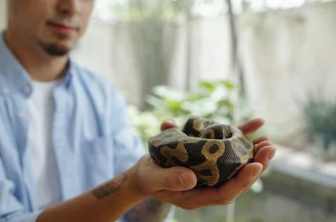 Holding Ball Python in Outdoor Garden Setting Stock Photos
