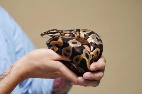 Holding Ball Python Reptile with Tattooed Arms Photos