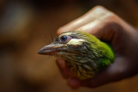 Holding a Bird in Hand Stock Photos