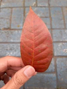 Holding brown leaf Stock Photos
