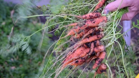 Holding carrot bunch Stock Footage 171092697