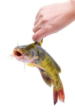 Holding Catfish (clipping path) isolated on white background Stock Photos