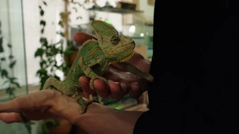 Holding chameleon in hands. Stock Footage 194249787