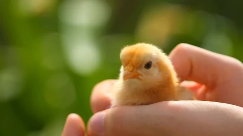 Holding a chick in the hands showing affection by petting it in slow motion Stock Footage 112427704
