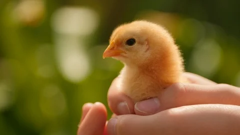 Holding a chick in the hands showing affection Stock Footage 112430306