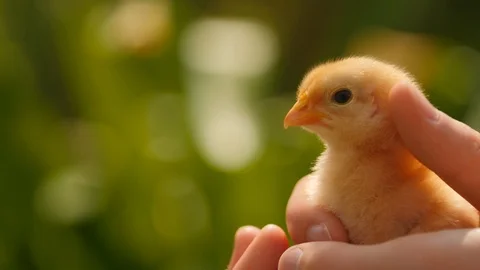Holding a chick in the hands showing affection by petting it Stock Footage 112432363