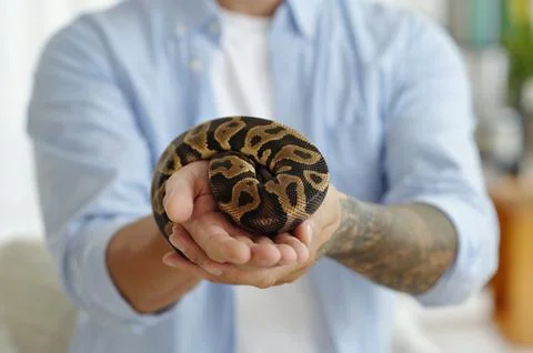 Holding Coiled Python Snake in Hands with Tattooed Arm Foto stock