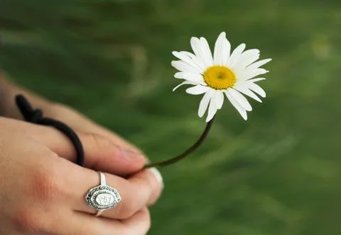 Holding daisy Stock Photos