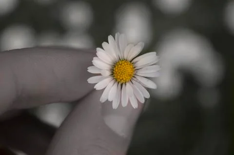 Holding a daisy Stock Photos