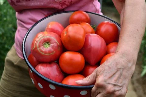 Holding a dish with tomatoes Stock Photos