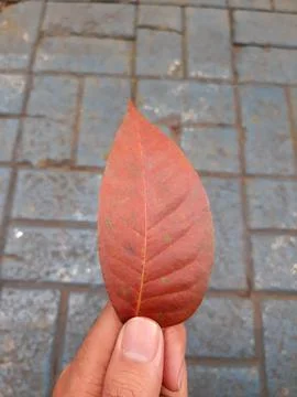 Holding a dry leaf Stock Photos