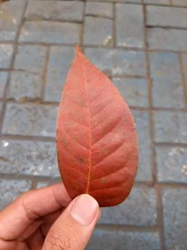 Holding a dry leaf Stock Photos