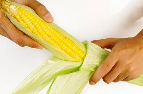 Holding ear of corn Foto stock