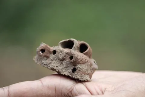 Holding an empty mud dauber wasp nest against natural green background Stock Photos