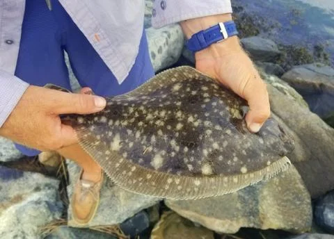 Holding a flounder before its being released in the water Stock Photos