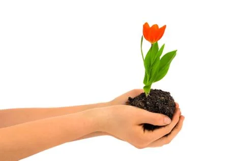 Holding a flower Stock Photos