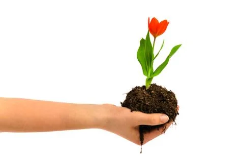 Holding a flower Stock Photos