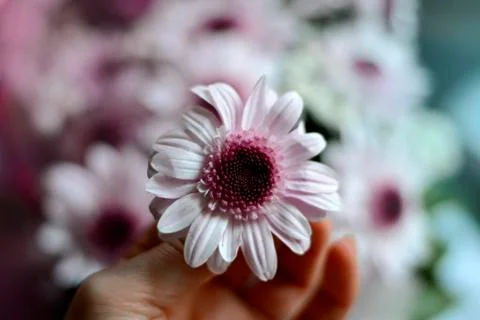Holding a flower 库存照片