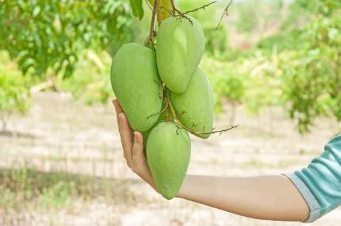 Holding a fresh mango Stock Photos