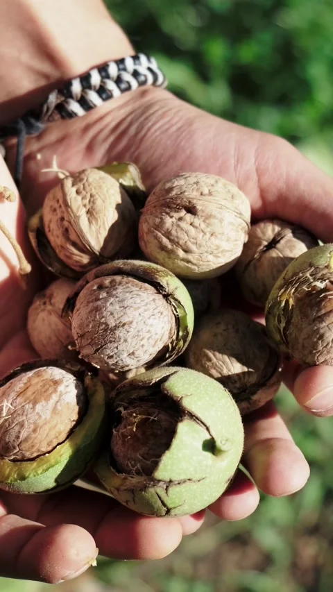 Holding fresh organic walnuts in green husk in hands Stock Footage 346640901