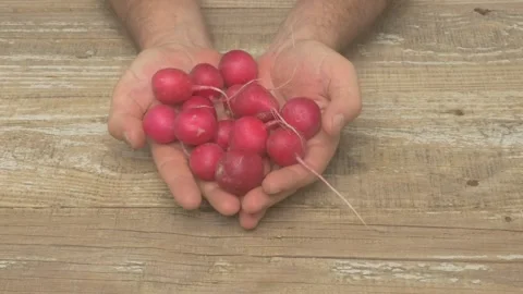 Holding Fresh Radishes in Hands While Posed Against a Rustic Wooden Background Stockbeeldmateriaal 285846071