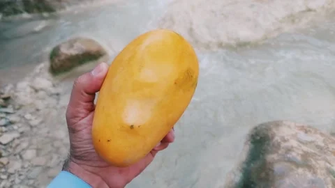 Holding Fresh Ripe Yellow Mango Fruit Near Natural Mountain Stream Stock Footage 345944681
